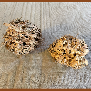 Rose of Jericho with Tigers Eye